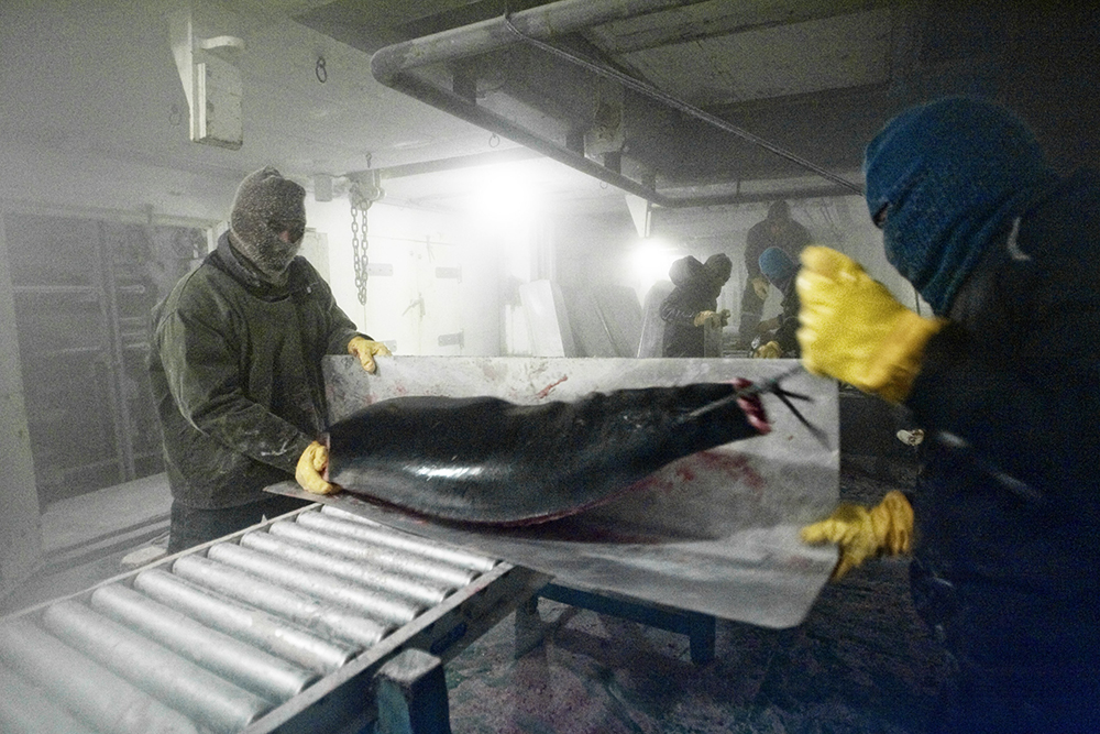 Killing the Tuna